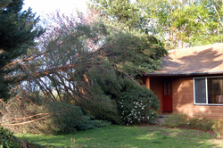 Emergence Tree Removal Services for Annapolis MD