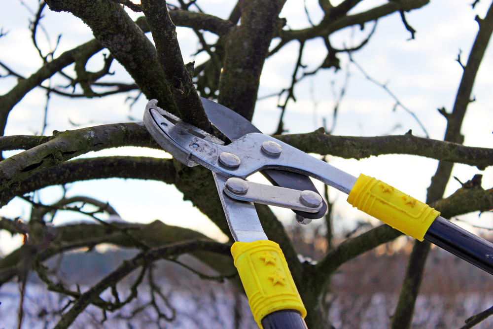 Tree Pruning - Hillsmere Shores, MD
