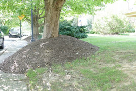 Over-mulched Tree